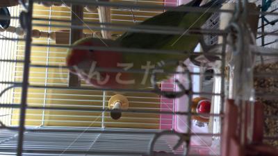 迷い鳥の写真
