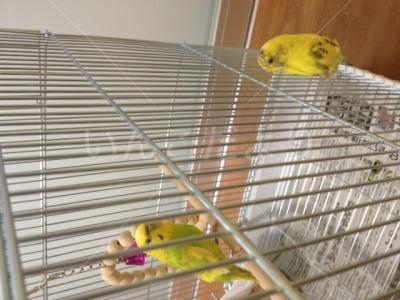 保護鳥の写真