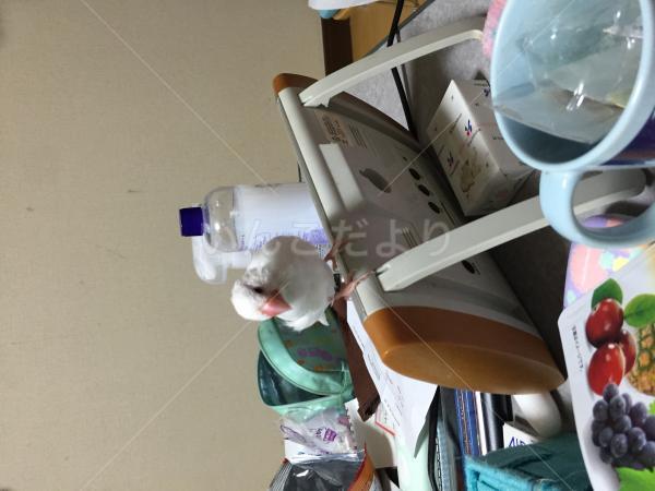 迷い鳥の写真