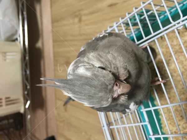 迷い鳥の写真