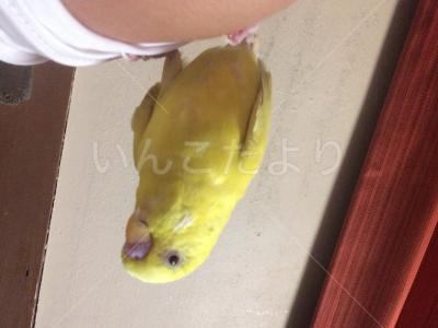 保護鳥の写真