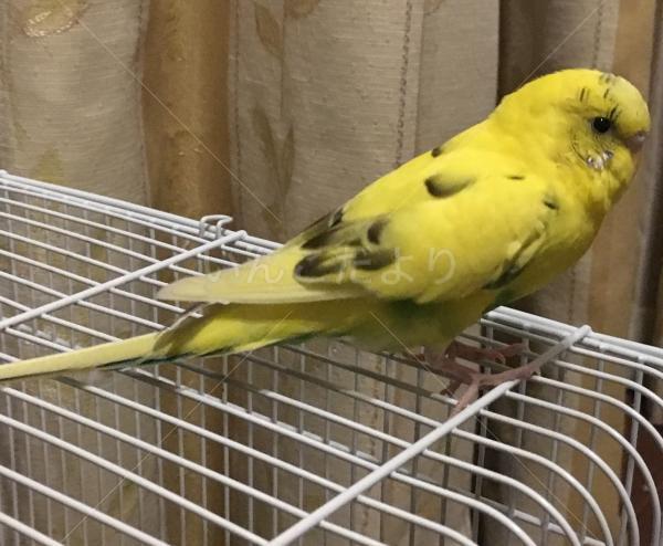 保護鳥の写真