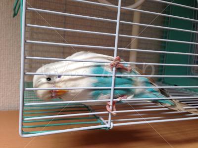 保護鳥の写真