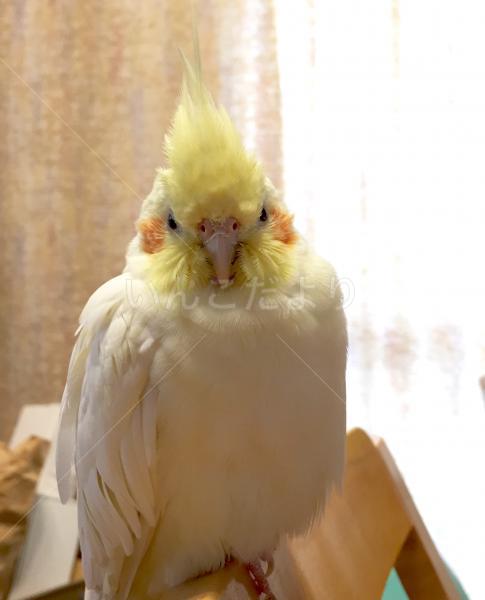 迷い鳥の写真