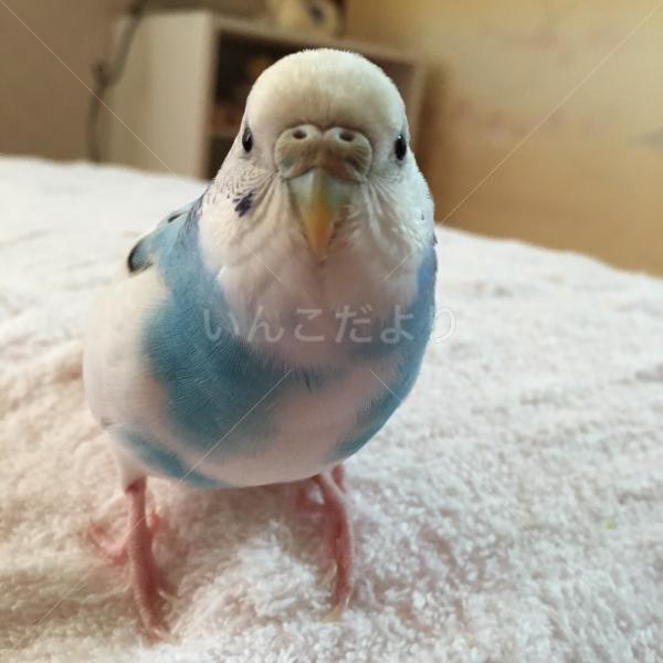 迷い鳥の写真