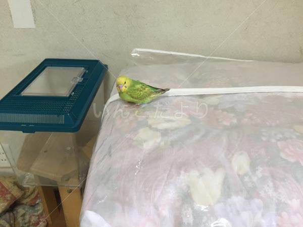 迷い鳥の写真