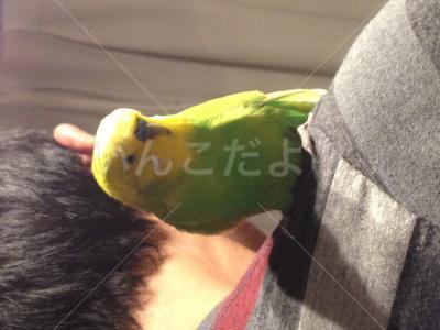 保護鳥の写真
