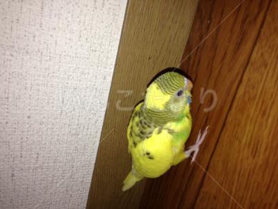 迷い鳥の写真