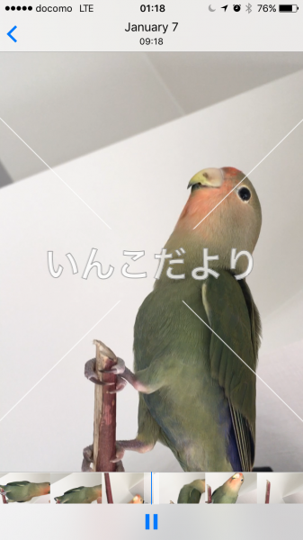 迷い鳥の写真