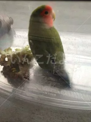 保護鳥の写真