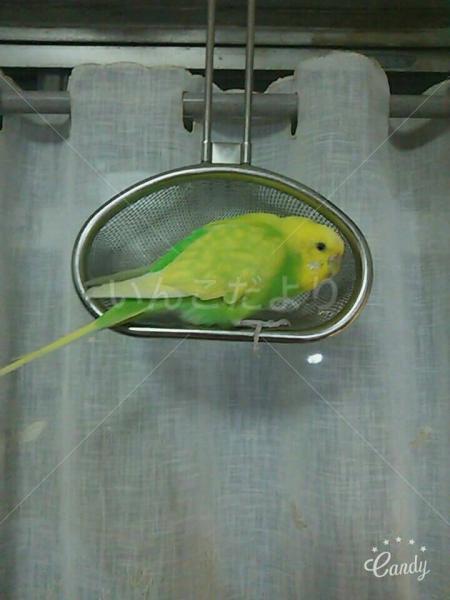迷い鳥の写真
