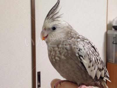 迷い鳥の写真