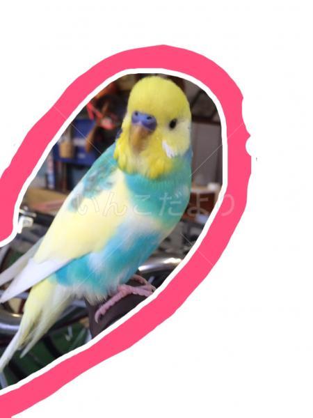 保護鳥の写真