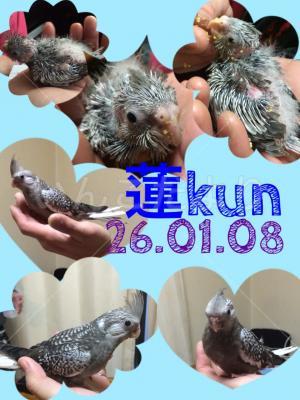 迷い鳥の写真