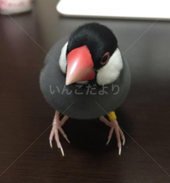 迷い鳥の写真