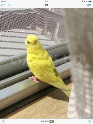 迷い鳥の写真
