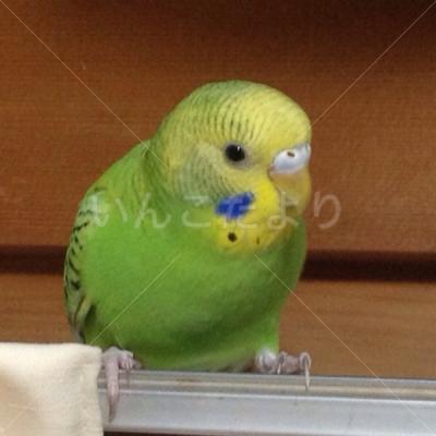 迷い鳥の写真