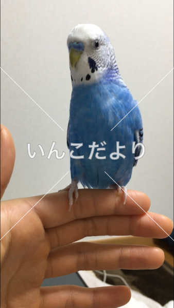 迷い鳥の写真
