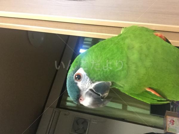 迷い鳥の写真