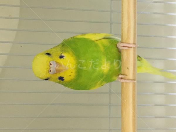 迷い鳥の写真
