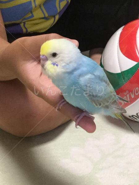 保護鳥の写真