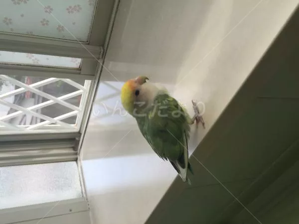 保護鳥の写真