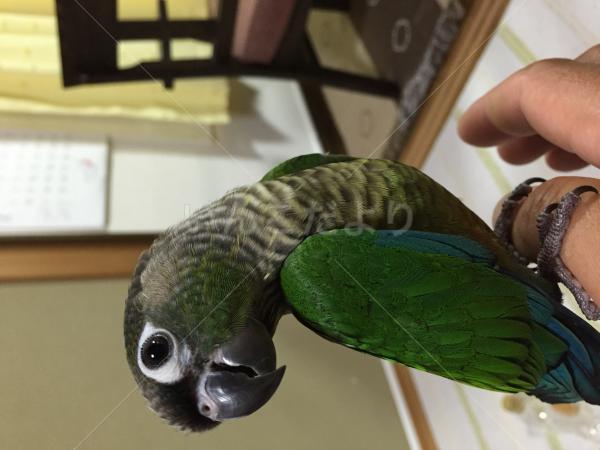 迷い鳥の写真