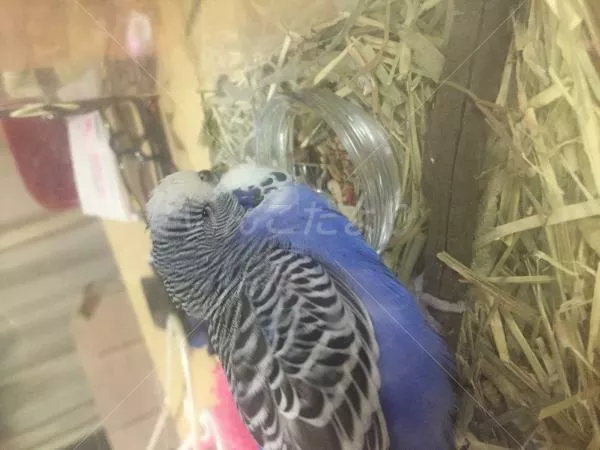 保護鳥の写真