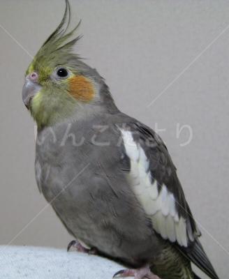 迷い鳥の写真