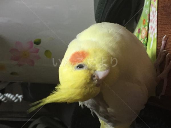 迷い鳥の写真