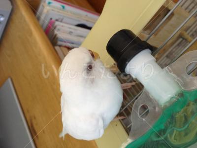 迷い鳥の写真
