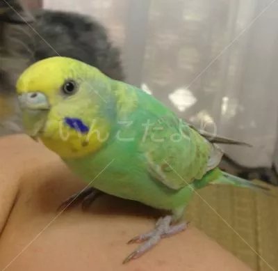 保護鳥の写真