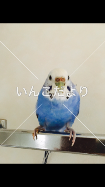 迷い鳥の写真