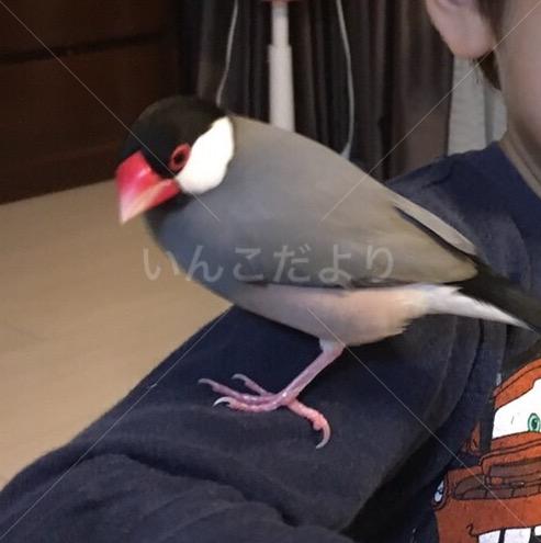 迷い鳥の写真