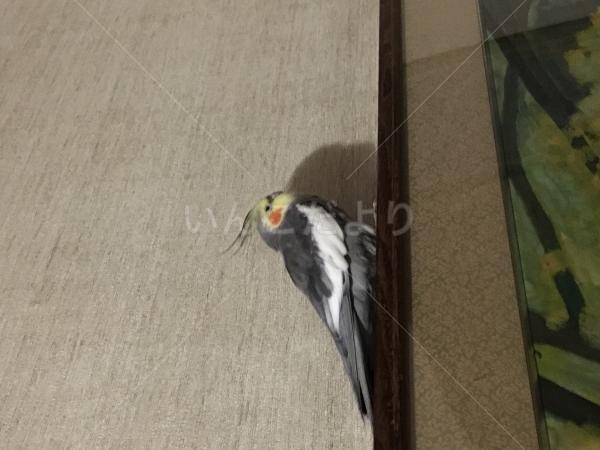 保護鳥の写真