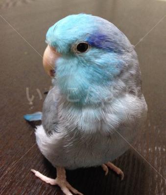 迷い鳥の写真