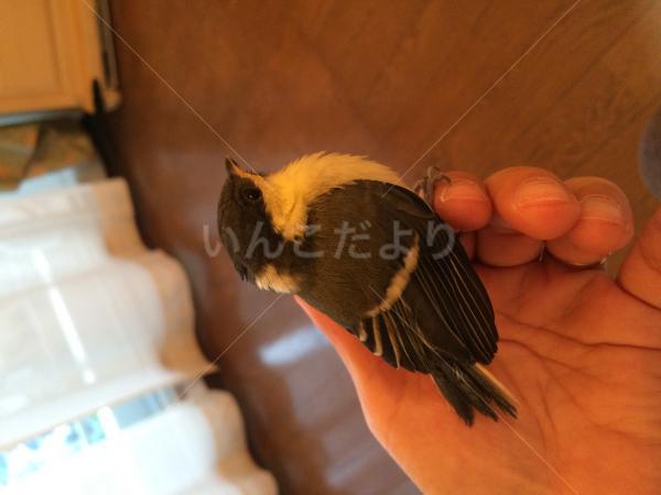 保護鳥の写真
