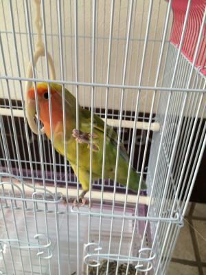 保護鳥の写真