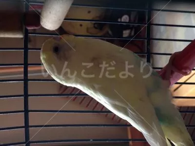 保護鳥の写真