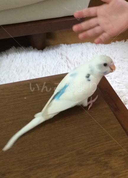 迷い鳥の写真