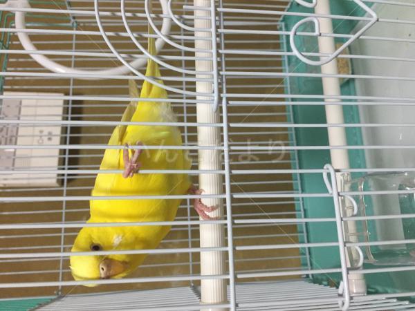 保護鳥の写真