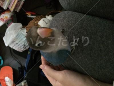 迷い鳥の写真