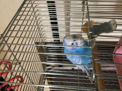 保護鳥の写真