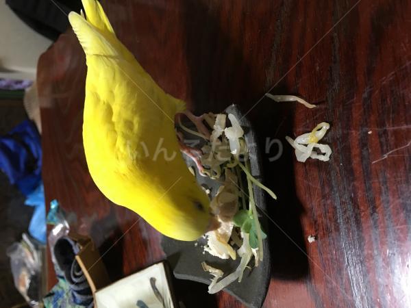 迷い鳥の写真