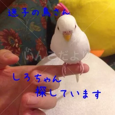 迷い鳥の写真