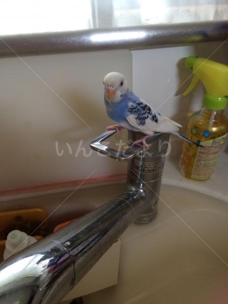 迷い鳥の写真
