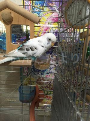 保護鳥の写真