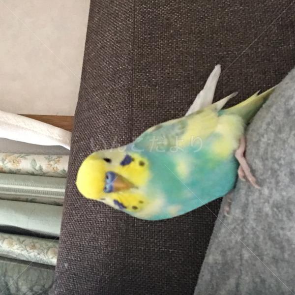 迷い鳥の写真