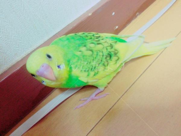 迷い鳥の写真