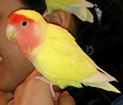 迷い鳥の写真
